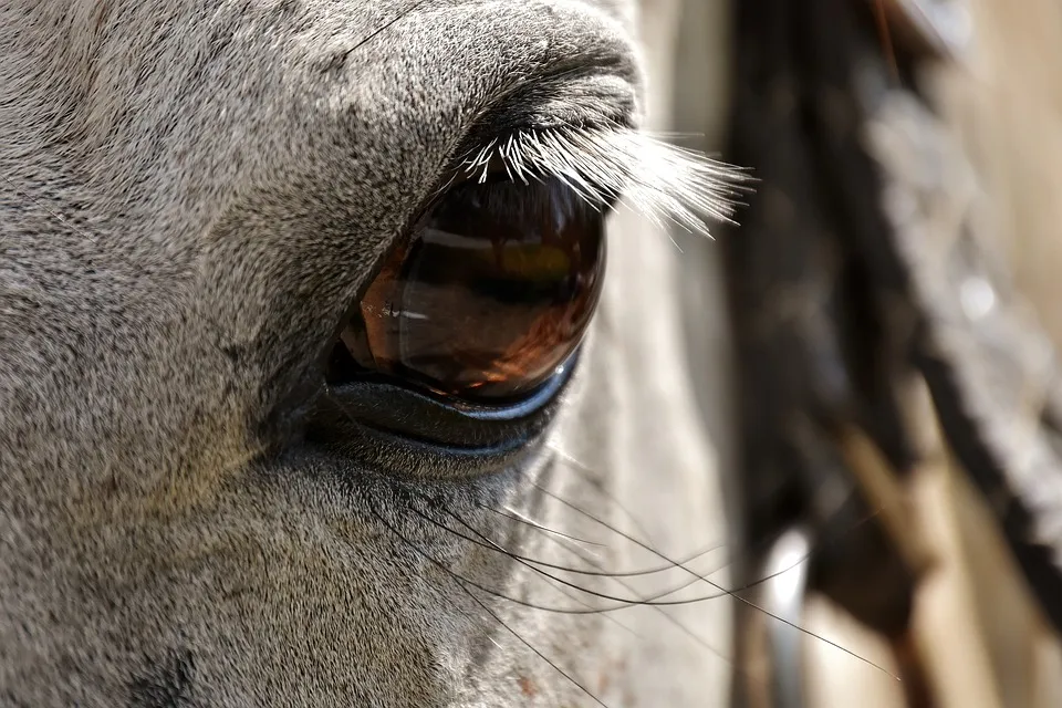 Antidoping Giostra: tutti negativi i test effettuati sui cavalli